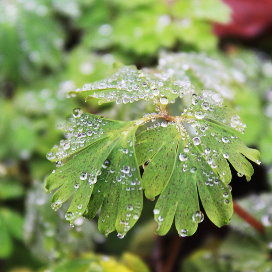 Corydalis elata in the GardenTags plant encyclopedia