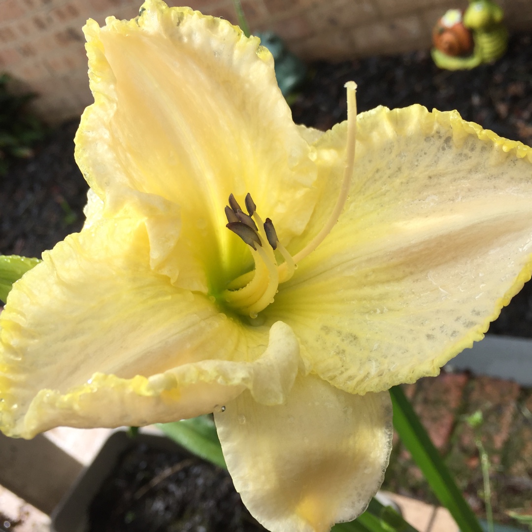 Daylily Great White in the GardenTags plant encyclopedia