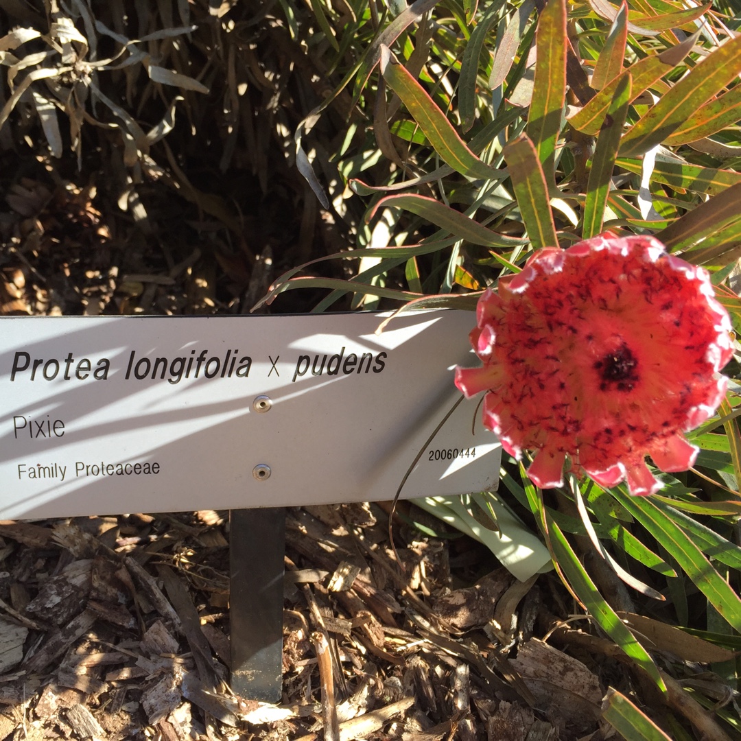 Pixie Protea in the GardenTags plant encyclopedia