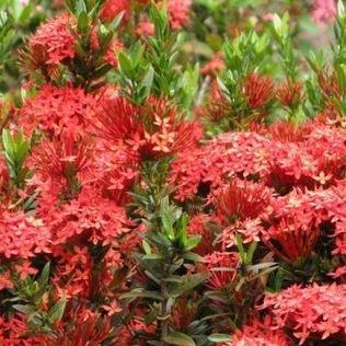 Ixora Prince Of Orange in the GardenTags plant encyclopedia