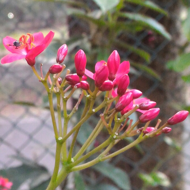 Spicy Jatropha in the GardenTags plant encyclopedia