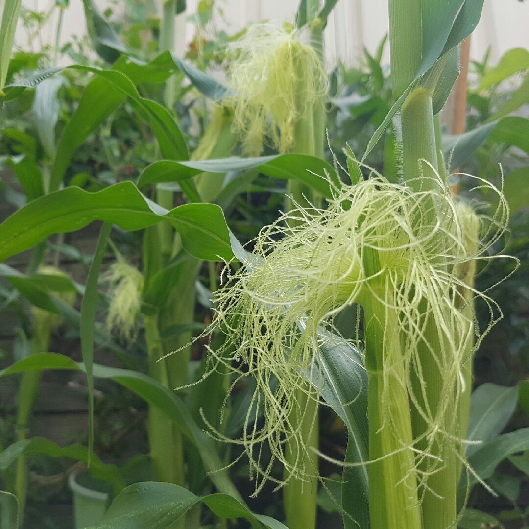 Sweet Corn Kelvedon Glory in the GardenTags plant encyclopedia