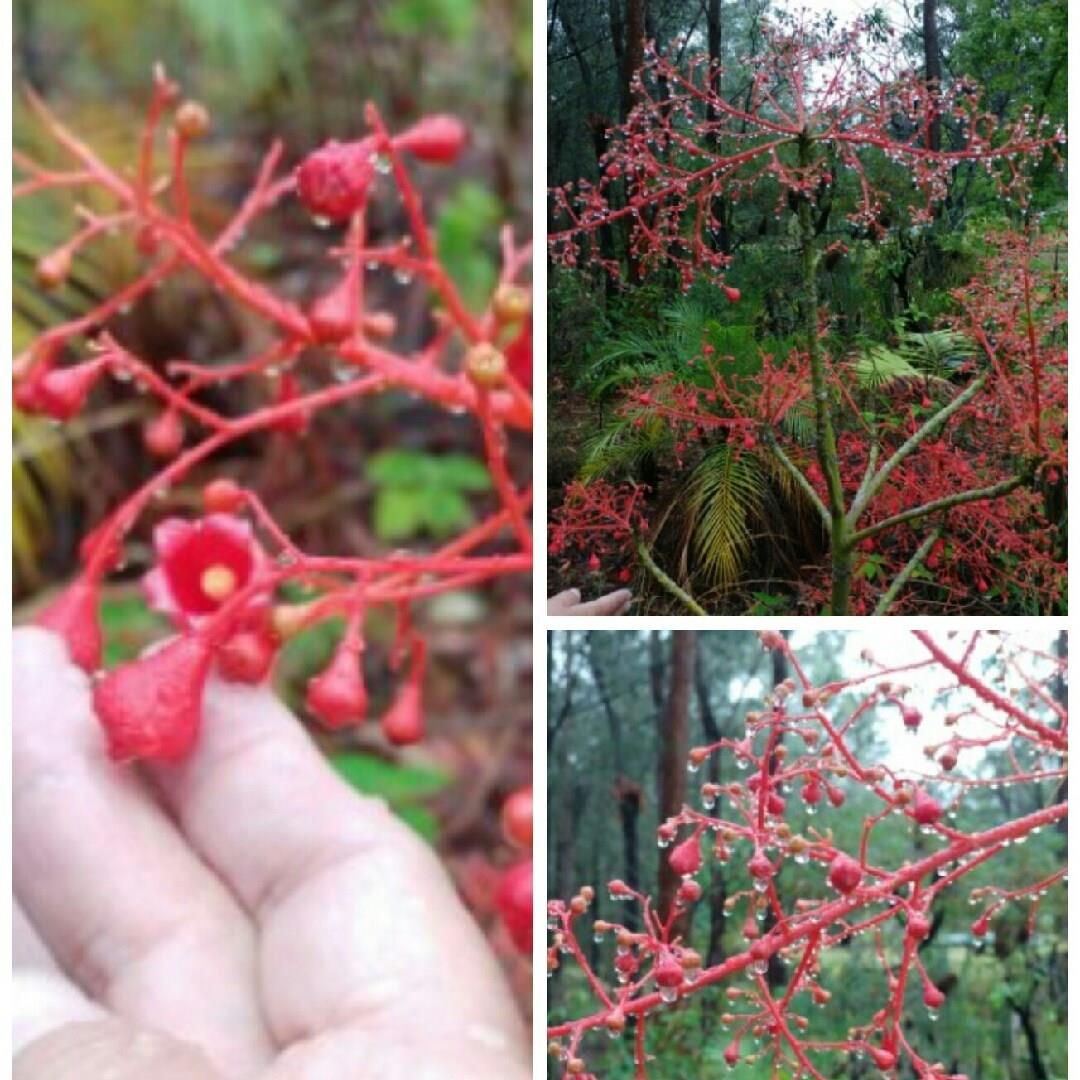 Illawarra Flame Tree in the GardenTags plant encyclopedia