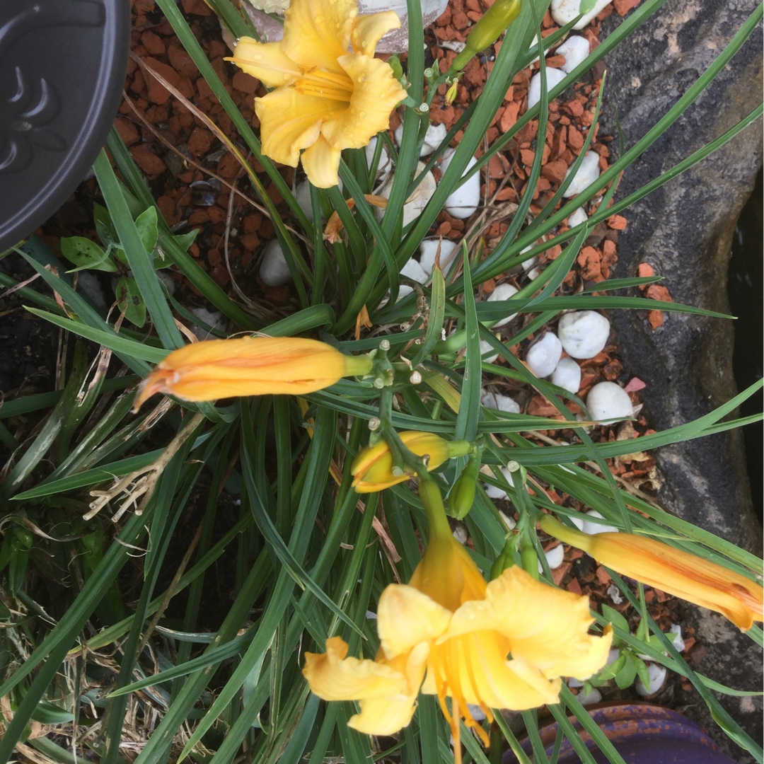 Daylily Stella Bella in the GardenTags plant encyclopedia