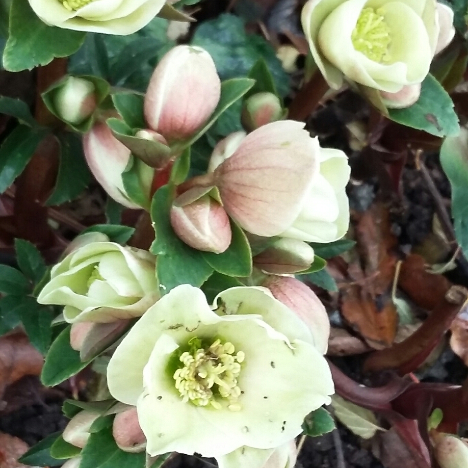 Hellebore Moonshine in the GardenTags plant encyclopedia