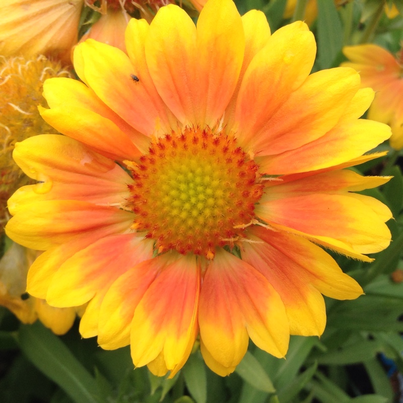 Blanket Flower Mesa Peach in the GardenTags plant encyclopedia