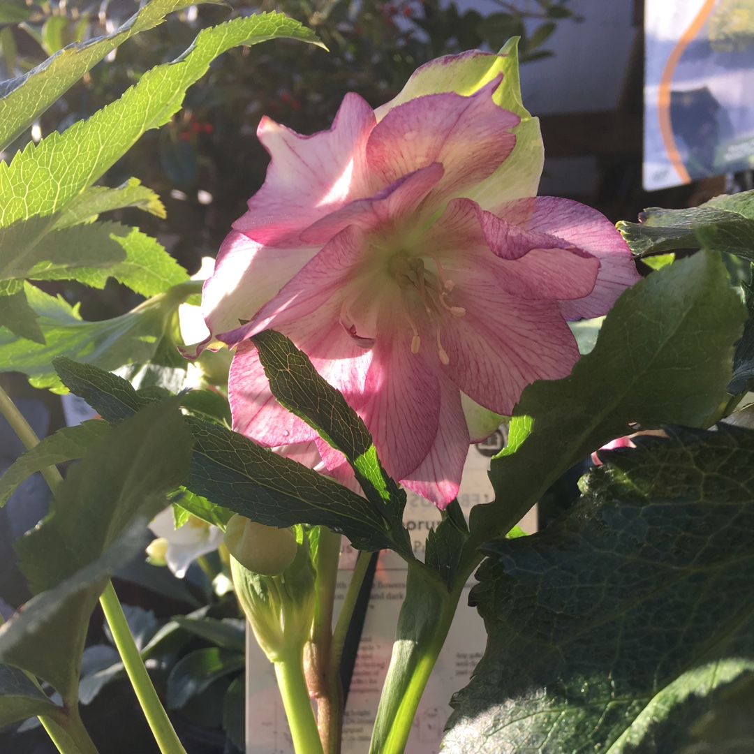 Hellebore HGC Madame Lemonnier in the GardenTags plant encyclopedia