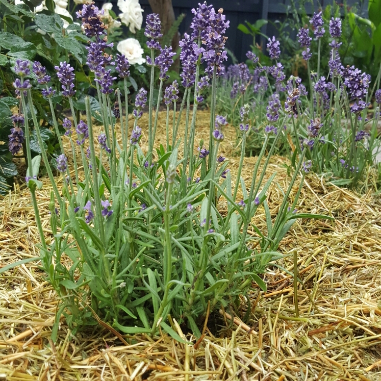 Lavender Sentivia Blue in the GardenTags plant encyclopedia