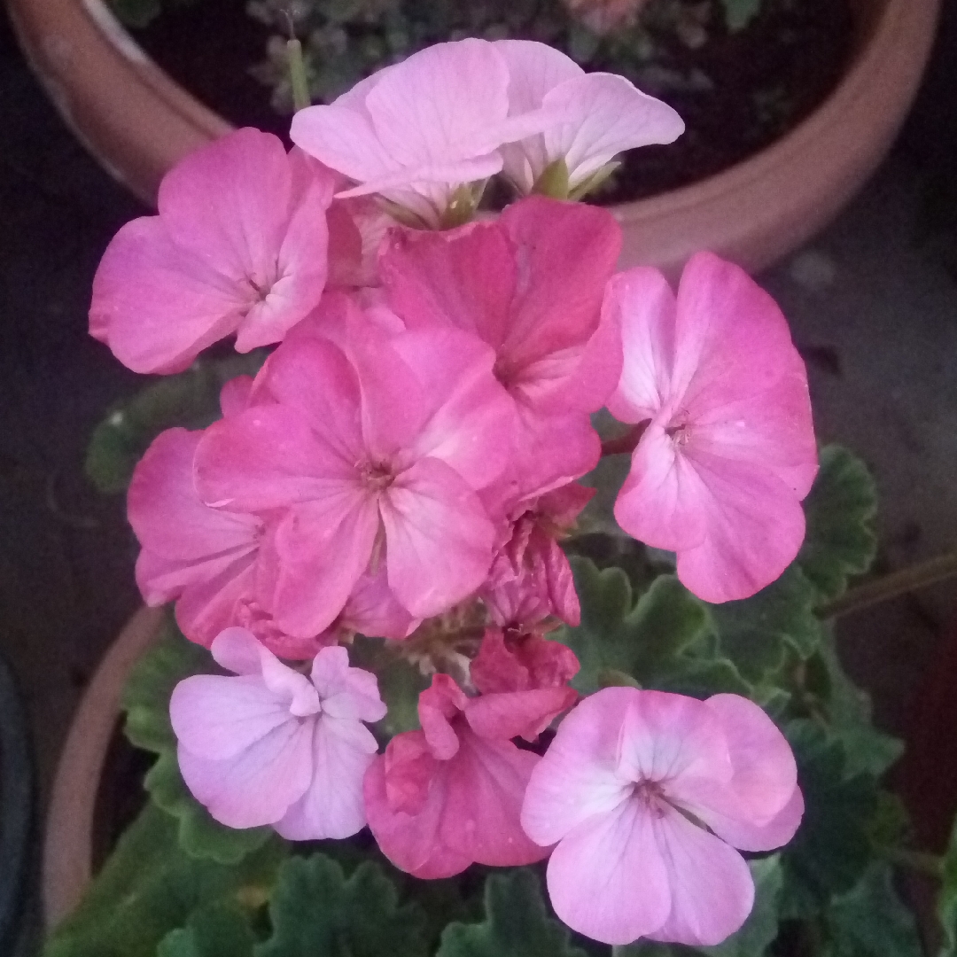 Spotted Cranesbill Elizabeth Ann in the GardenTags plant encyclopedia