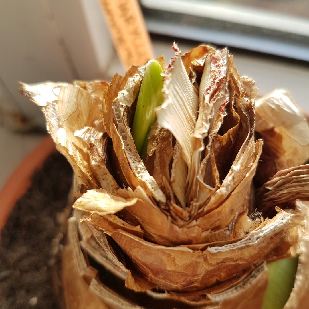 Hippeastrum Summertime in the GardenTags plant encyclopedia