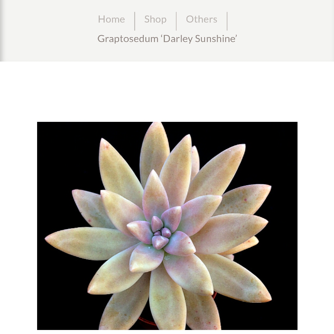 Graptosedum Darley Sunshine in the GardenTags plant encyclopedia