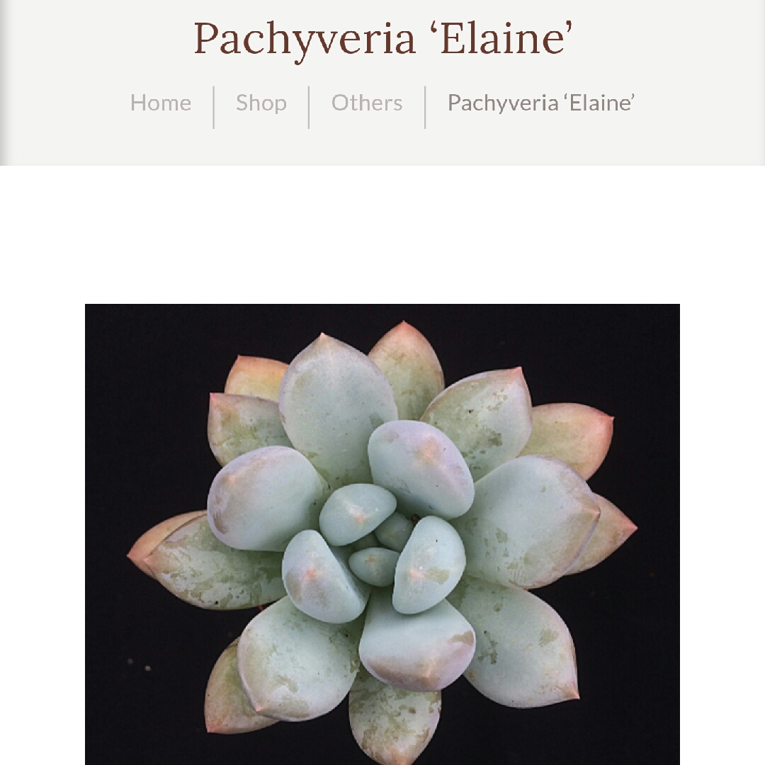 Pachyveria Elaine in the GardenTags plant encyclopedia