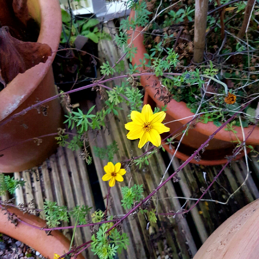 Beggarticks in the GardenTags plant encyclopedia