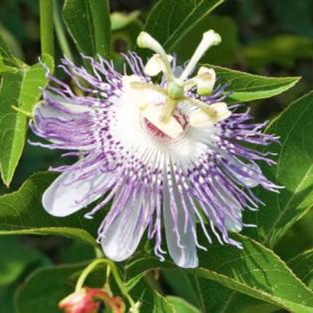 Passionfruit Nellie Kelly in the GardenTags plant encyclopedia