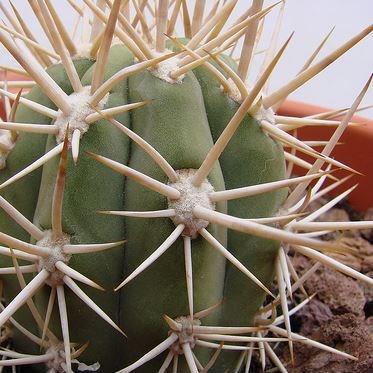 Trichocereus chiloensis syn. Echinopsis chiloensis, Trichocereus ...