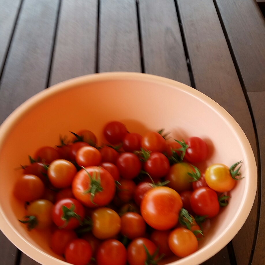 Tomato Siberian in the GardenTags plant encyclopedia