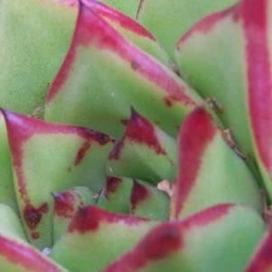 Echeveria Agavoides Red Edge in the GardenTags plant encyclopedia