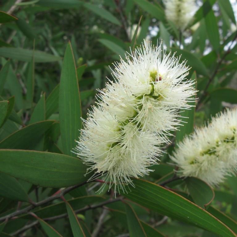 Paperbark in the GardenTags plant encyclopedia