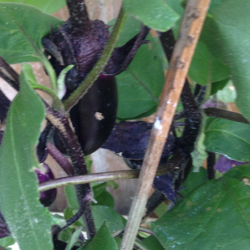 Aubergine in the GardenTags plant encyclopedia