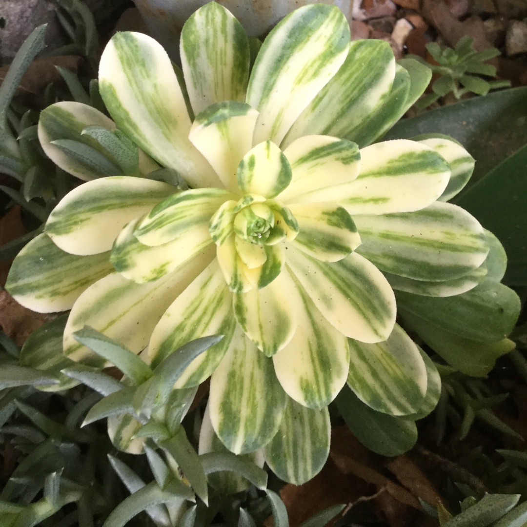 Aeonium Suncup in the GardenTags plant encyclopedia