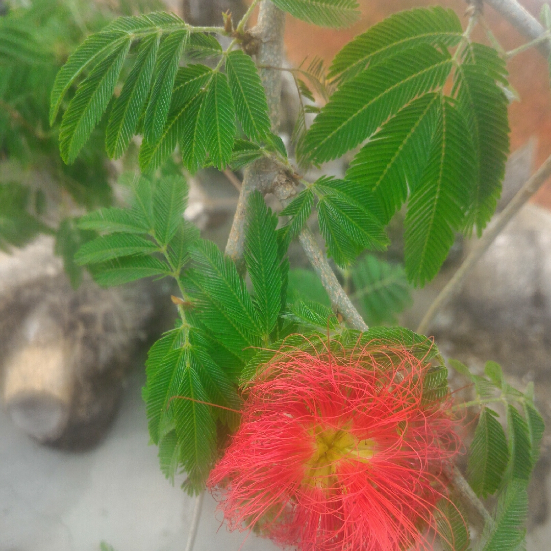 Mexican Flame Bush in the GardenTags plant encyclopedia