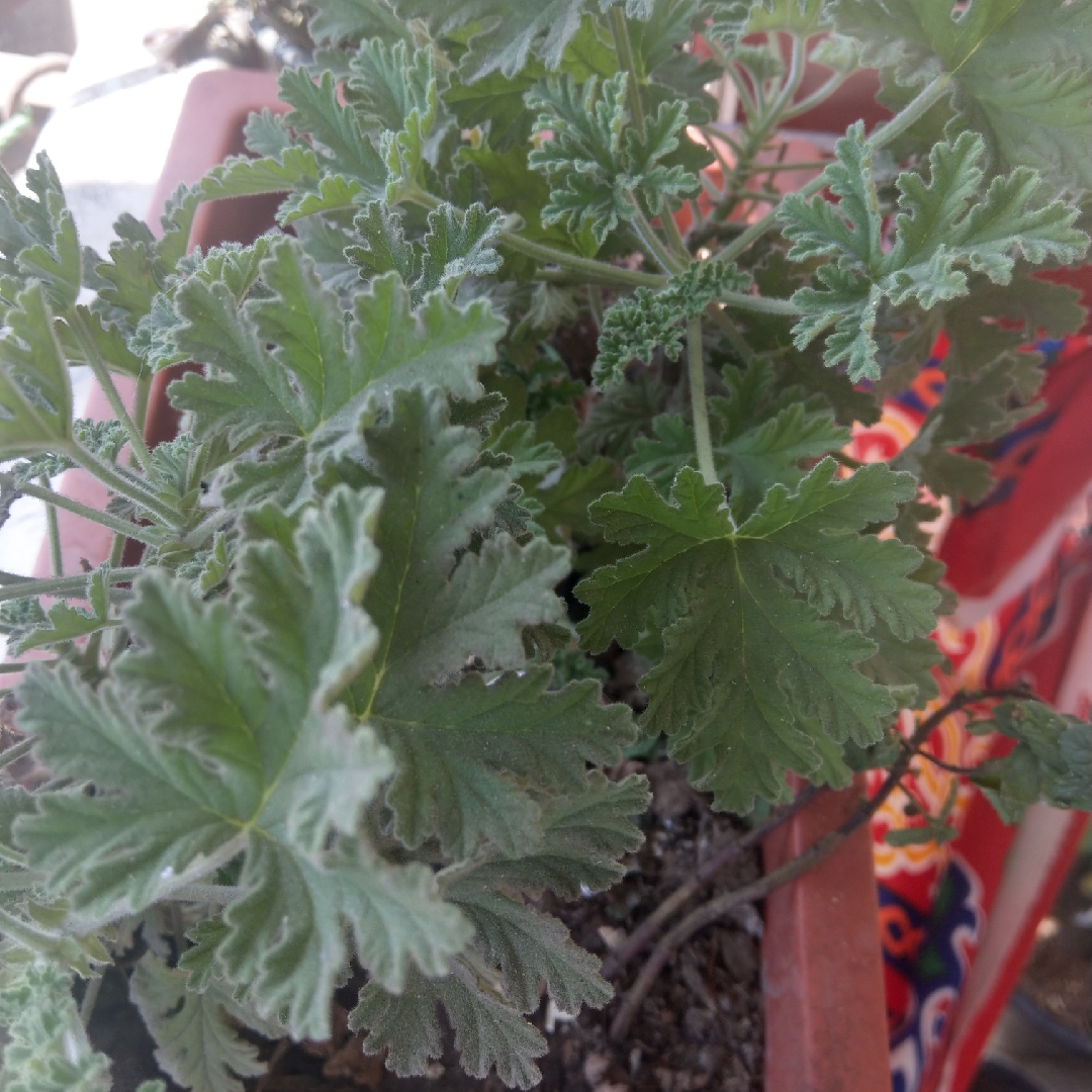 Pelargonium Snowflake Rose (Scented) in the GardenTags plant encyclopedia