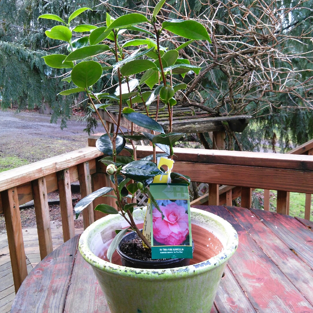 Camellia In the Pink in the GardenTags plant encyclopedia