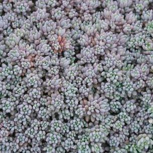 Spanish stonecrop in the GardenTags plant encyclopedia