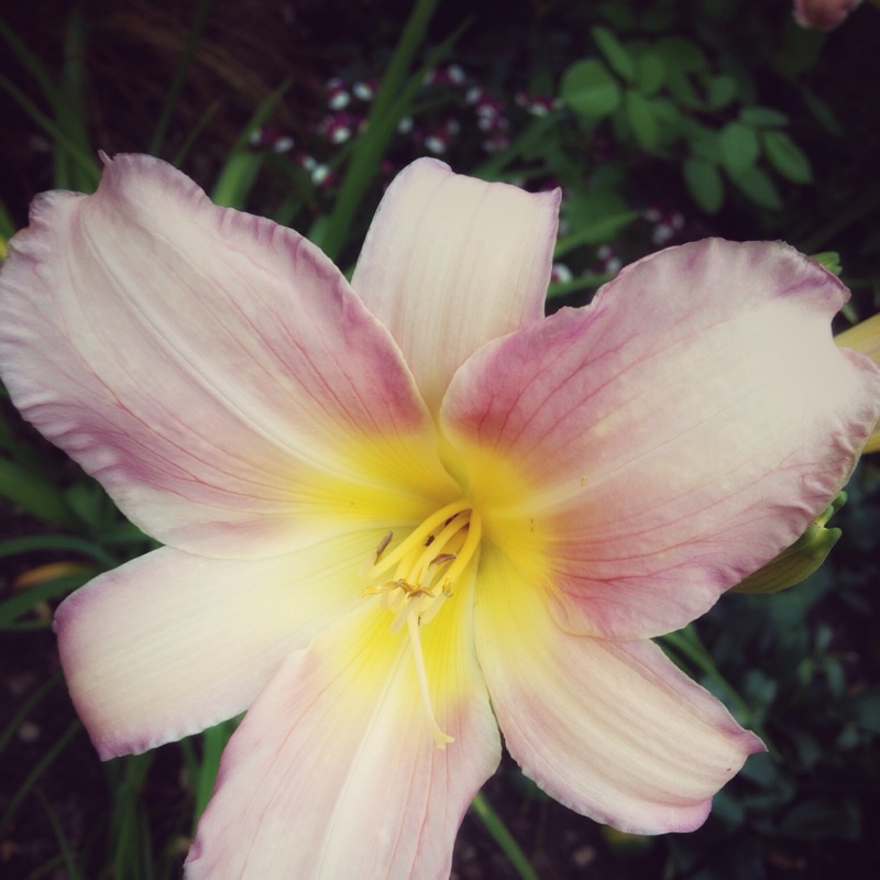 Daylily Catherine Woodbery in the GardenTags plant encyclopedia