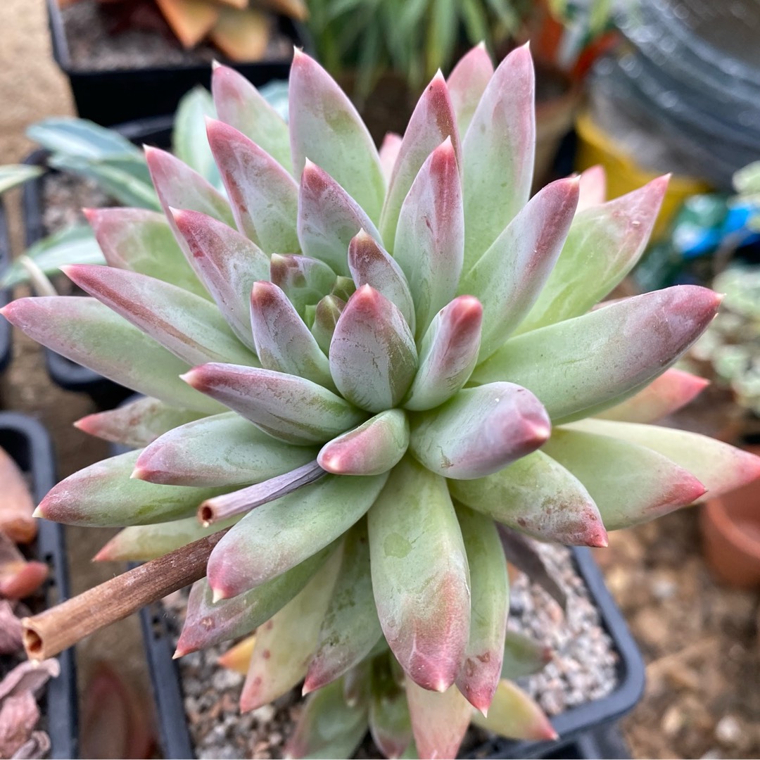 Pachyveria Yvonne in the GardenTags plant encyclopedia