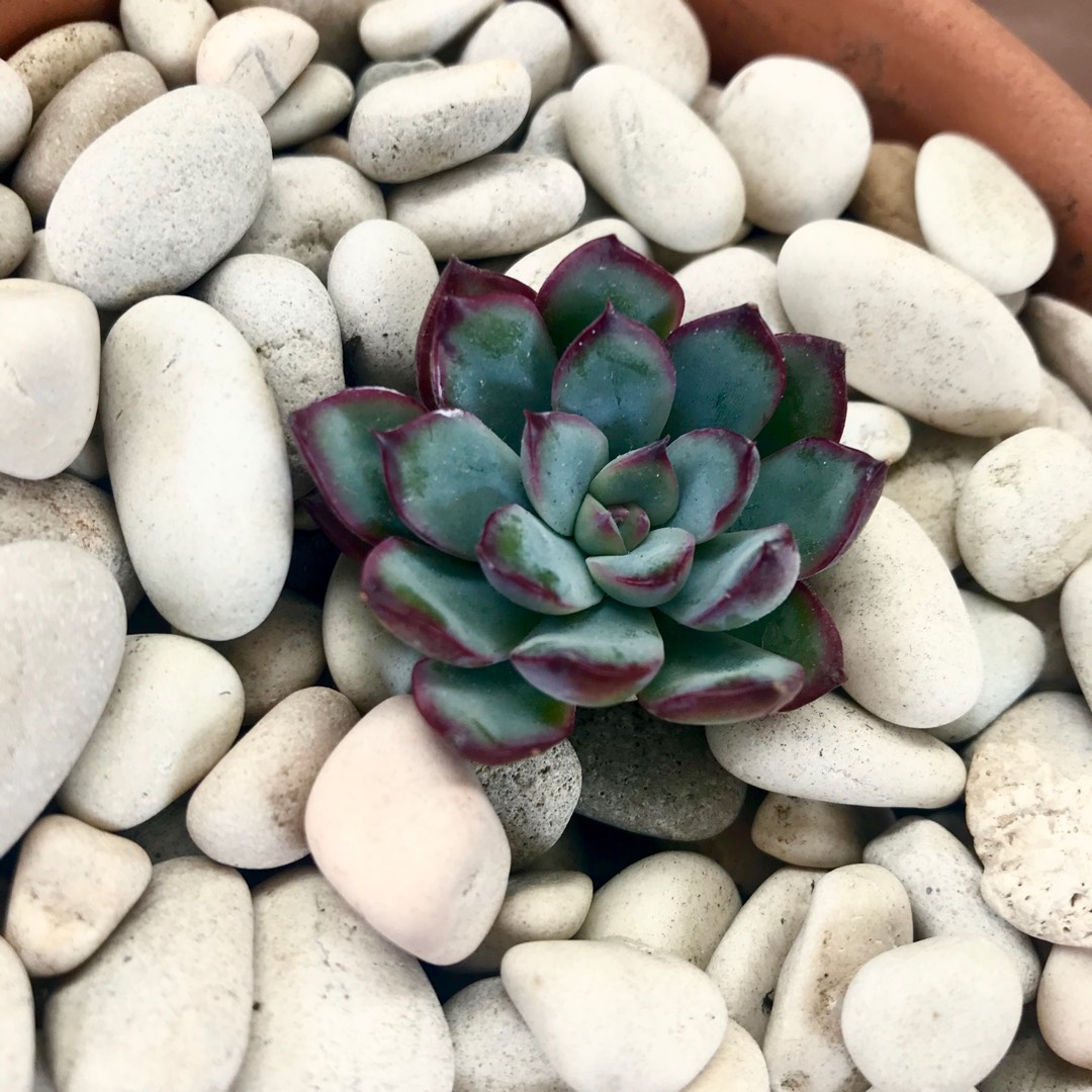 Echeveria Ileen in the GardenTags plant encyclopedia