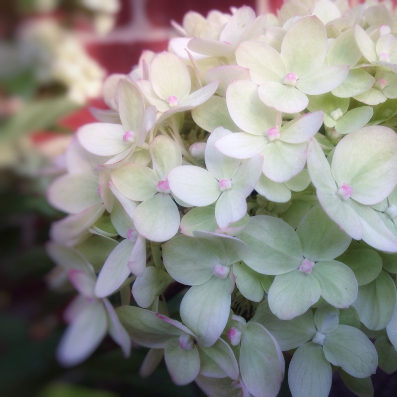 Hydrangea Little Lime in the GardenTags plant encyclopedia