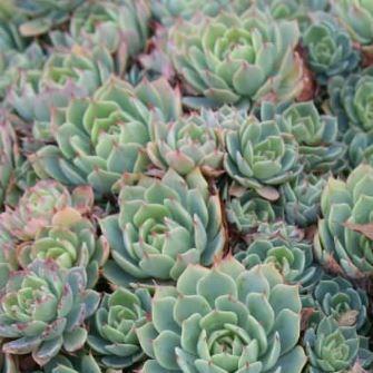 Echeveria Secunda in the GardenTags plant encyclopedia