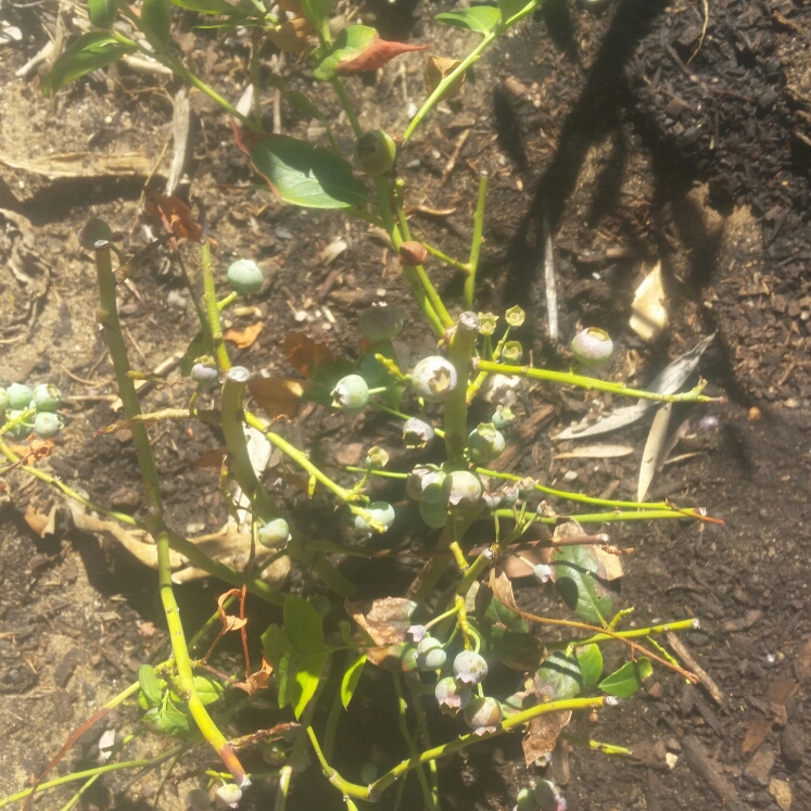 Blueberry Legacy in the GardenTags plant encyclopedia