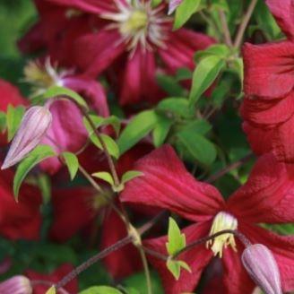 Clematis Madame Julia Correvon in the GardenTags plant encyclopedia