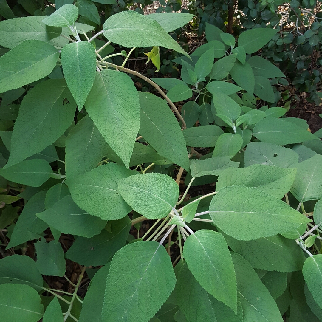 Winter Lipstick in the GardenTags plant encyclopedia