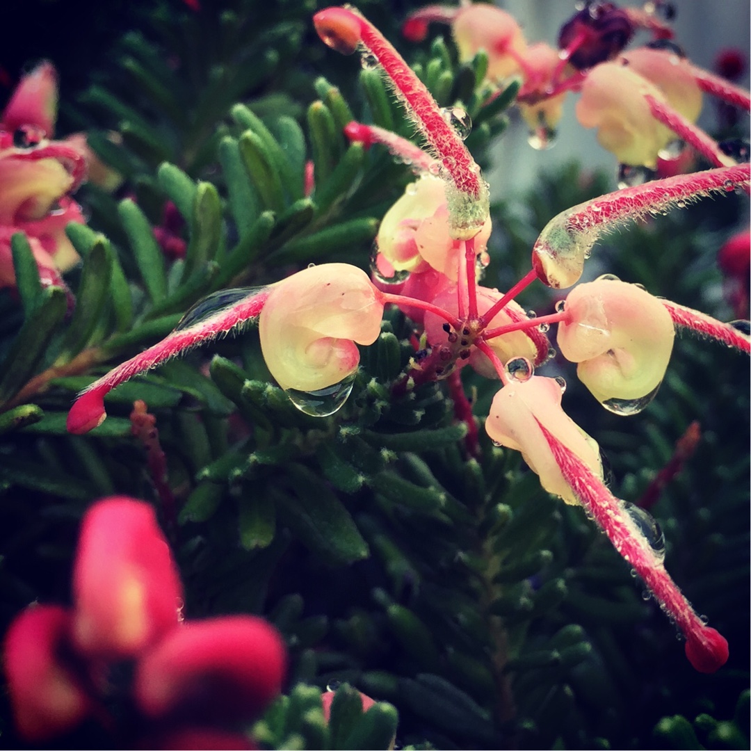 Grevillea Mount Tamboritha in the GardenTags plant encyclopedia