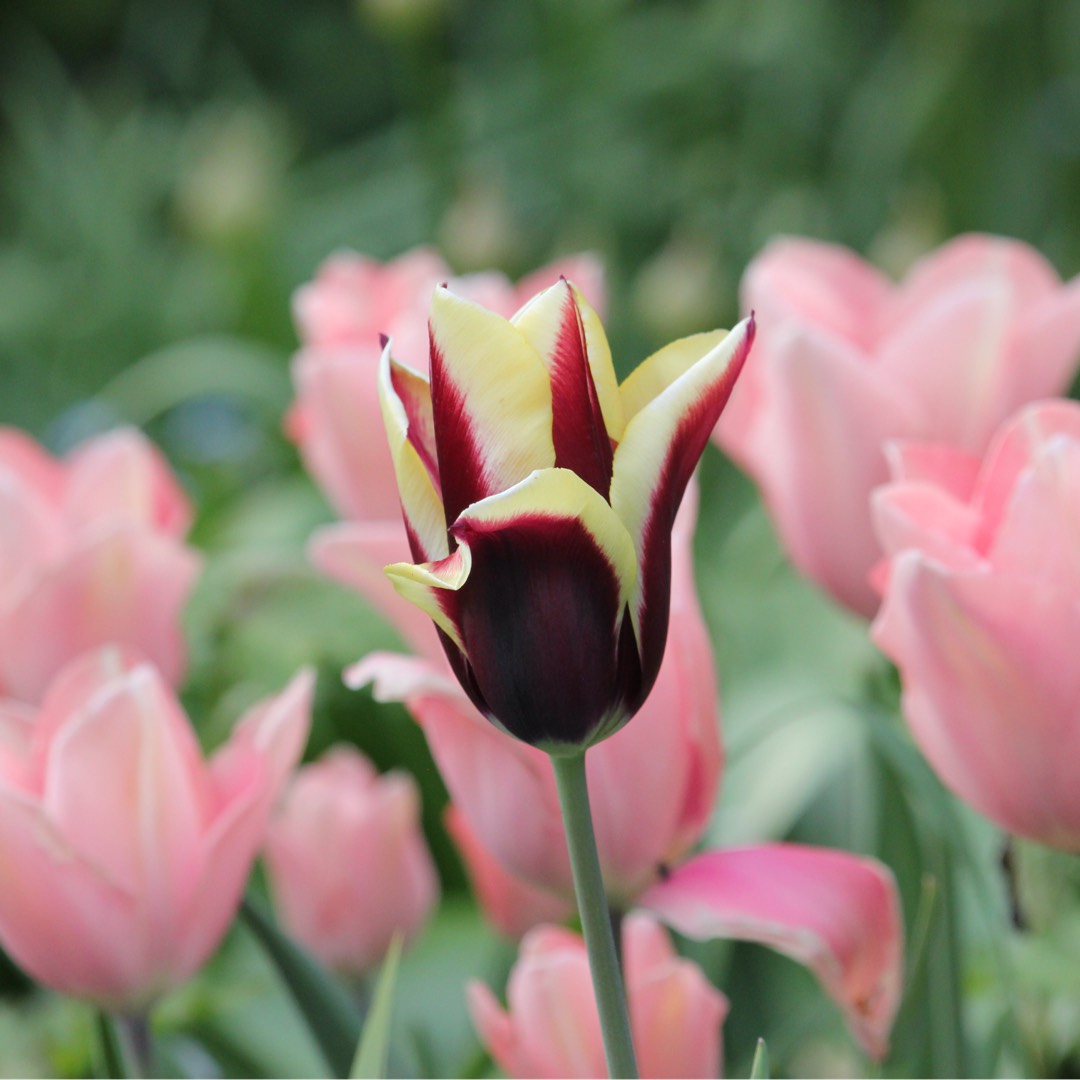 Tulip Gavota (Triumph) in the GardenTags plant encyclopedia