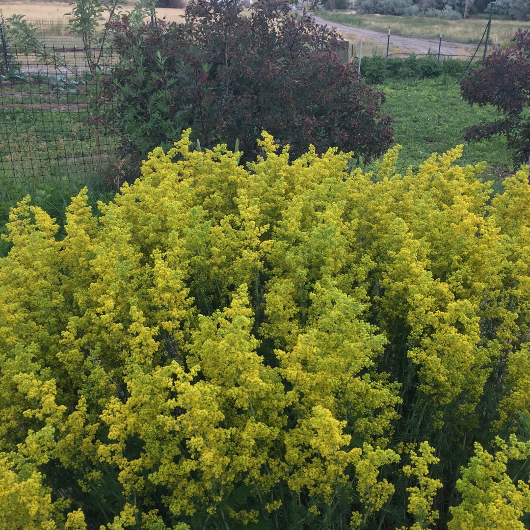 Ladys Bedstraw in the GardenTags plant encyclopedia