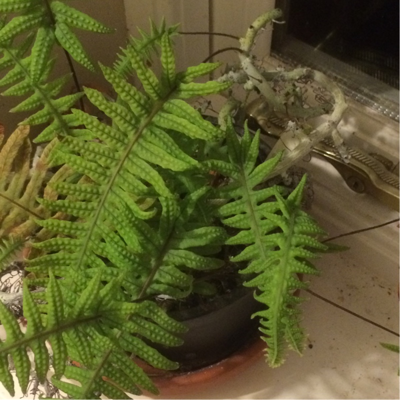 Grub Fern in the GardenTags plant encyclopedia