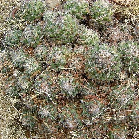 Cory Cactus in the GardenTags plant encyclopedia