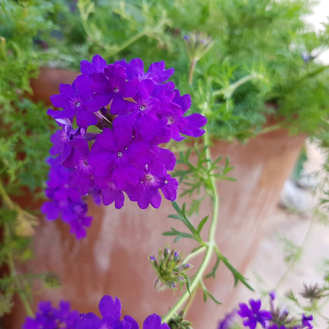 Verbena Tapien Purple Passion in the GardenTags plant encyclopedia