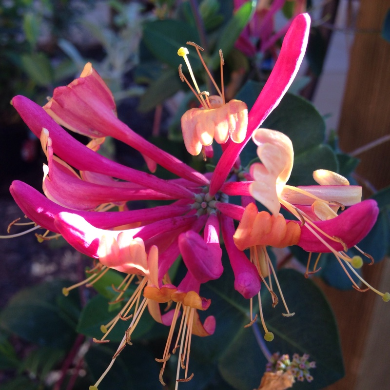 Honeysuckle Gold Flame in the GardenTags plant encyclopedia