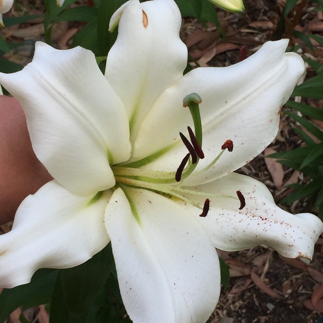 Lily Rexona (Other) in the GardenTags plant encyclopedia