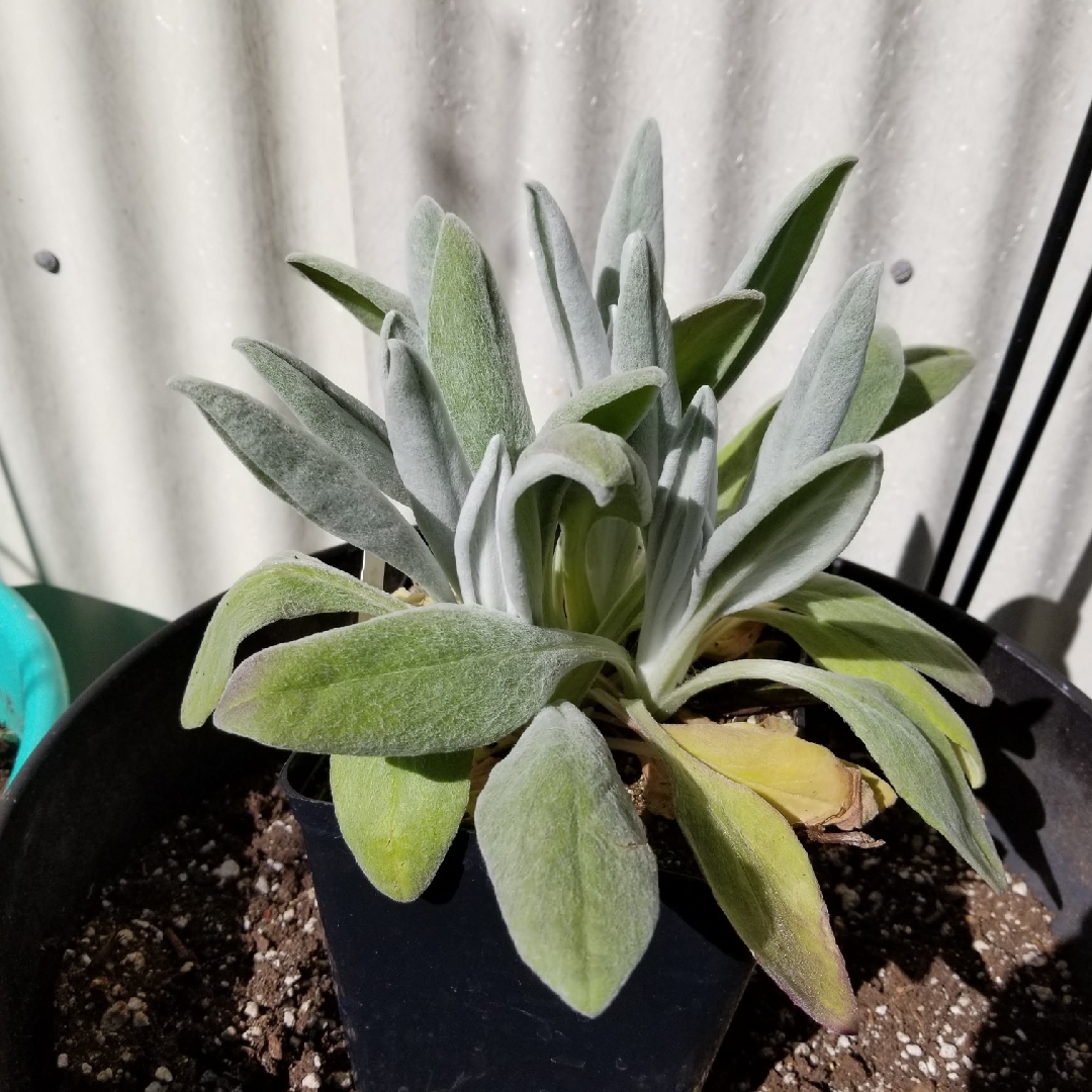 Senecio in the GardenTags plant encyclopedia