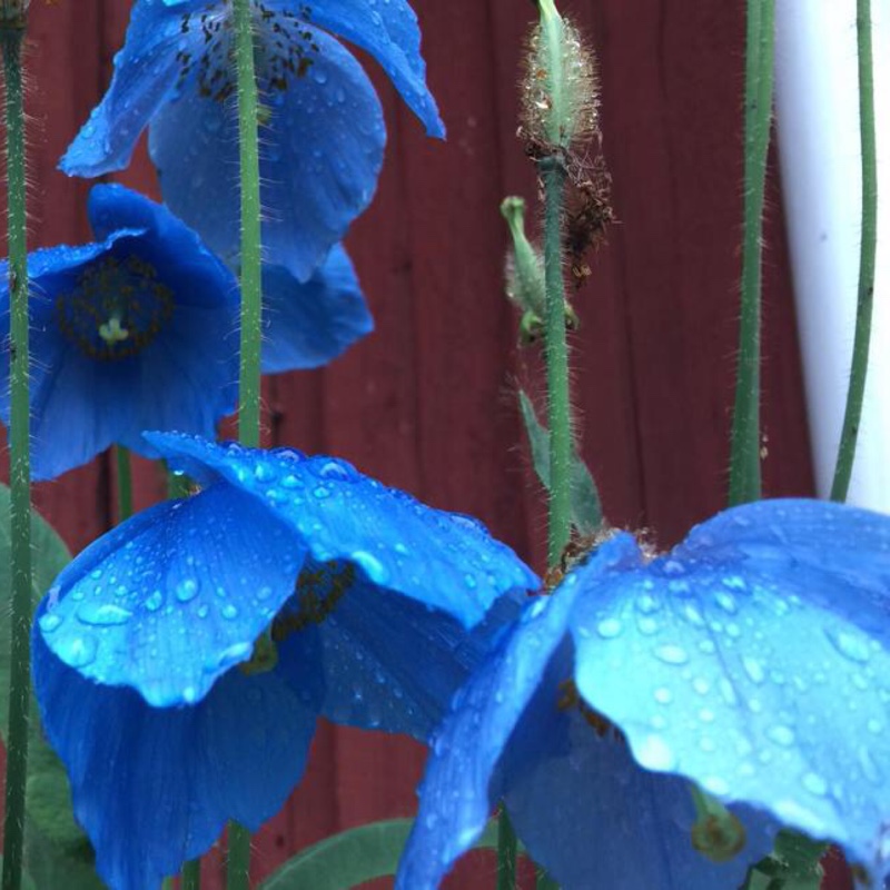 Himalayan Poppy Lingholm in the GardenTags plant encyclopedia