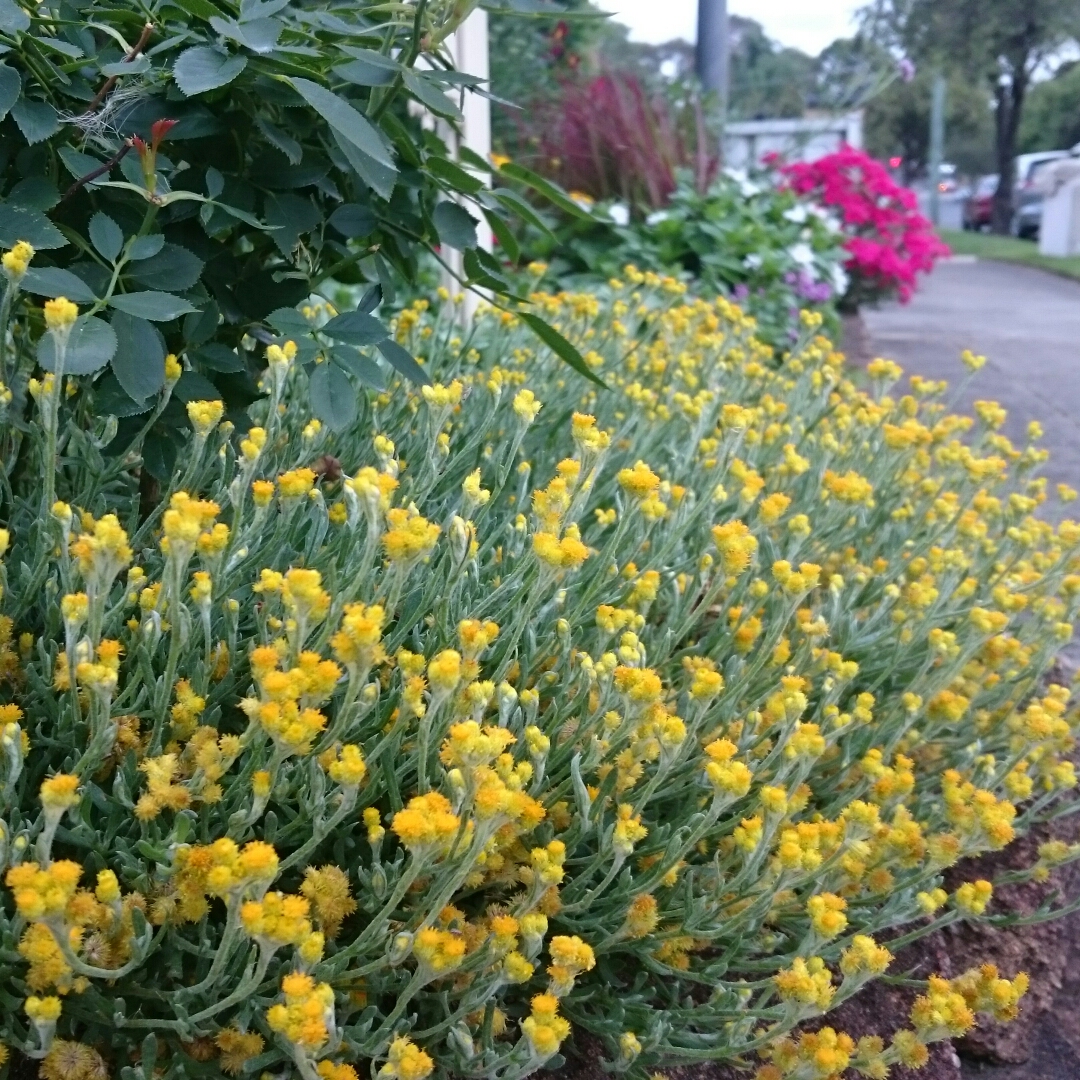 Yellow Buttons in the GardenTags plant encyclopedia