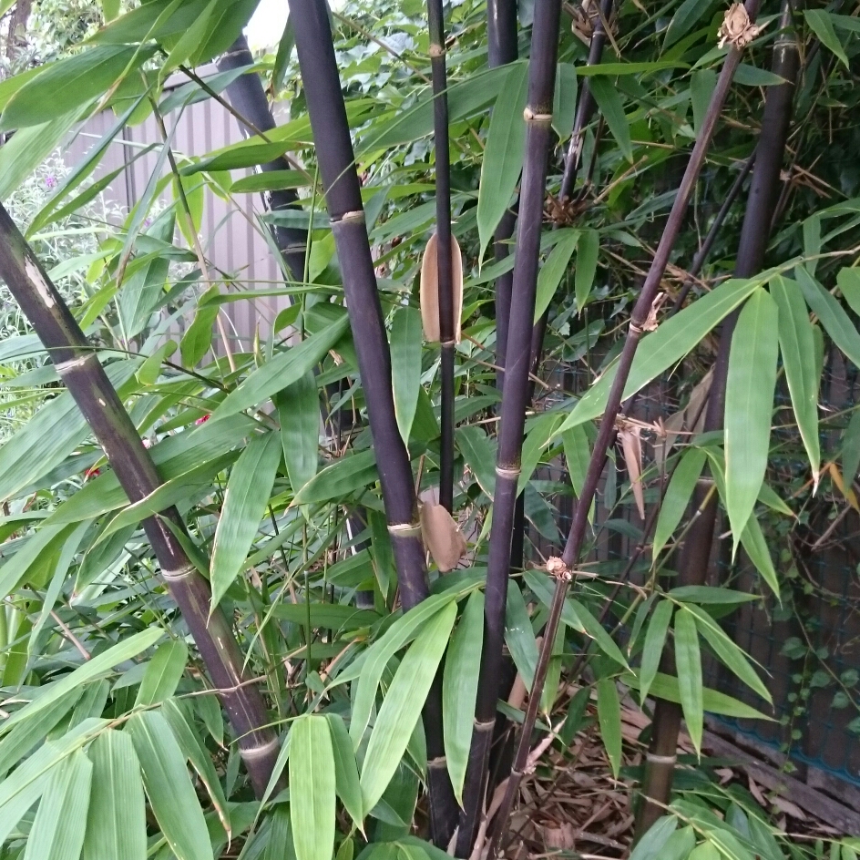 Bamboo Java Black in the GardenTags plant encyclopedia