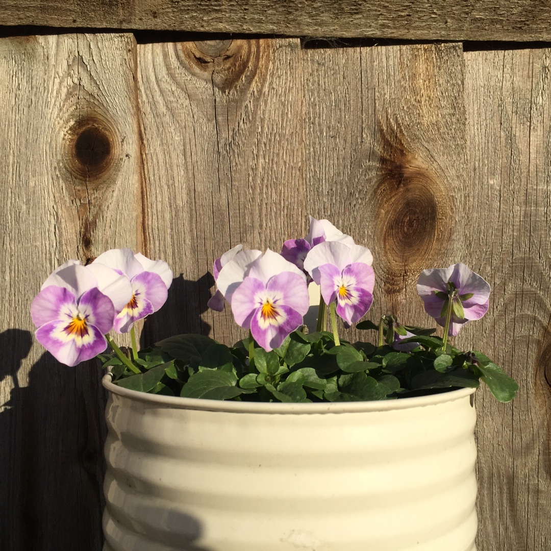 Horned Pansy Sorbet Pink halo in the GardenTags plant encyclopedia