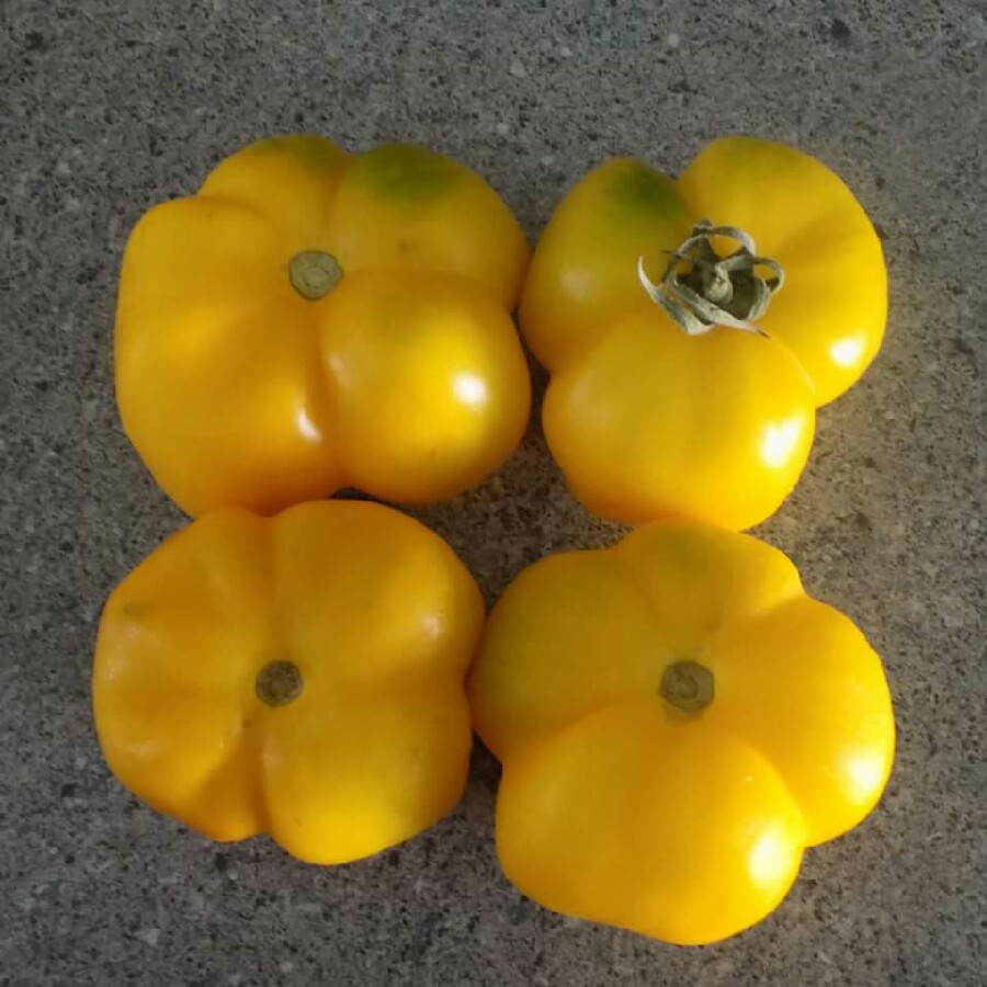 Tomato Douchoua Pepper in the GardenTags plant encyclopedia